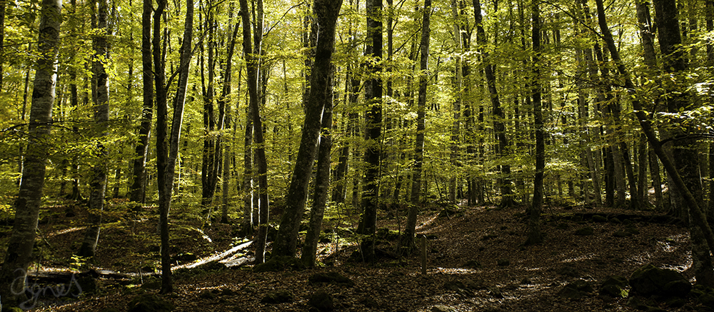 Agnes Perspective_El otoño_01